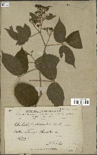 spécimen de Rubus hirtus