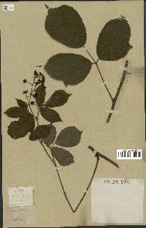 spécimen de Rubus hirtus