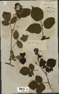 spécimen de Rubus hirtus