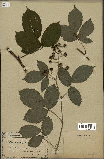 spécimen de Rubus hirtus