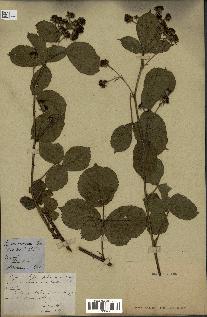 spécimen de Rubus hirtus