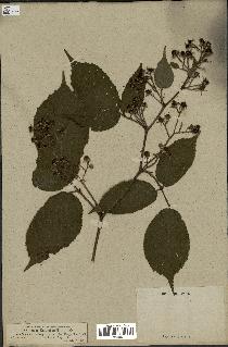 spécimen de Rubus hirtus