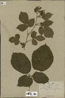 spécimen de Rubus hirtus