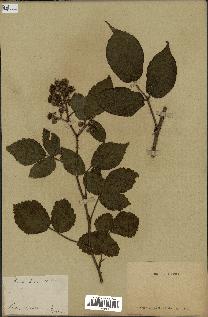 spécimen de Rubus hirtus