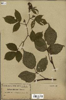 spécimen de Rubus hirtus