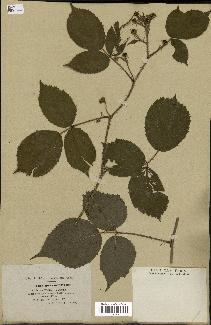 spécimen de Rubus horridulus