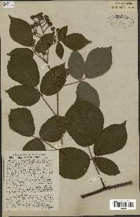 spécimen de Rubus hirtus