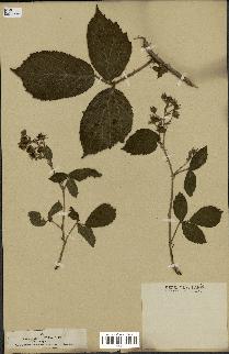 spécimen de Rubus hirtus