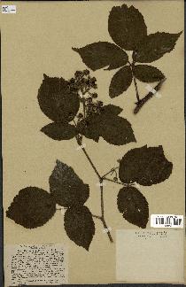 spécimen de Rubus hirtus