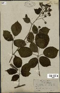 spécimen de Rubus hirtus