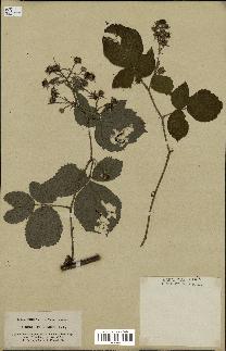 spécimen de Rubus hirtus