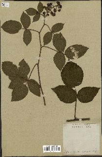 spécimen de Rubus hirtus