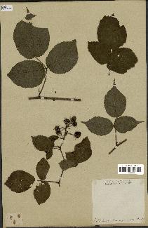 spécimen de Rubus hirtus