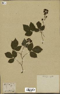 spécimen de Rubus hirtus