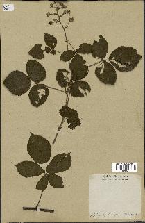 spécimen de Rubus hirtus