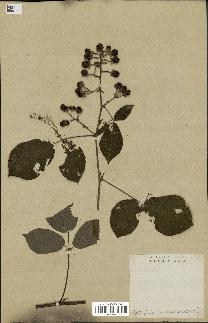 spécimen de Rubus hirtus