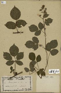 spécimen de Rubus hirtus