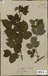 spécimen de Rubus hypomalacus