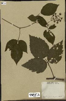 spécimen de Rubus hyperanthus