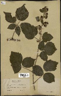 spécimen de Rubus horridus