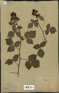 spécimen de Rubus horridus