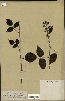 spécimen de Rubus horridus