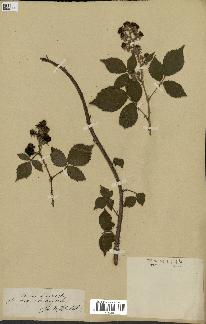 spécimen de Rubus horridus