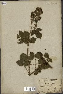 spécimen de Rubus horridus