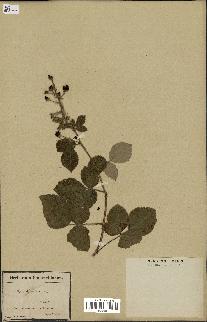 spécimen de Rubus tomentosus