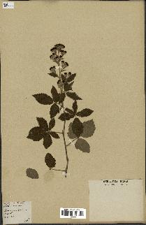 spécimen de Rubus tomentosus
