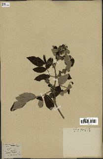 spécimen de Rubus tomentosus