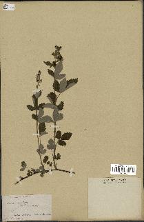 spécimen de Rubus tomentosus