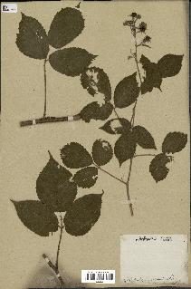 spécimen de Rubus tomentosus