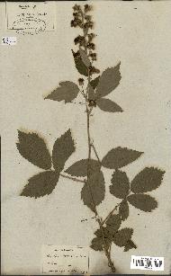 spécimen de Rubus thyrsoideus