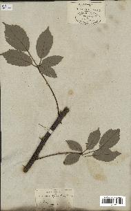spécimen de Rubus thyrsoideus