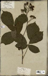 spécimen de Rubus thyrsoideus