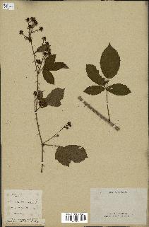 spécimen de Rubus nitidus