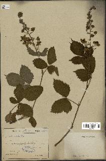 spécimen de Rubus nitidus