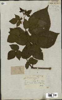 spécimen de Rubus nitidus