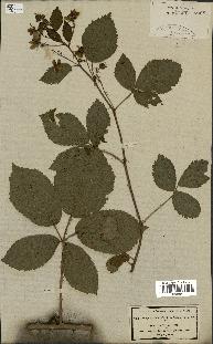 spécimen de Rubus nitidus