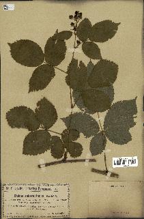 spécimen de Rubus nessensis