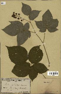 spécimen de Rubus nessensis