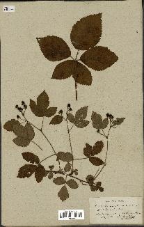 spécimen de Rubus nessensis