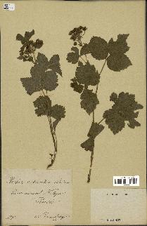 spécimen de Rubus nessensis