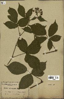 spécimen de Rubus nessensis