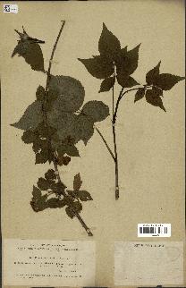 spécimen de Rubus nessensis