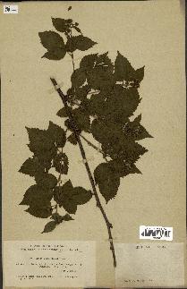 spécimen de Rubus nessensis