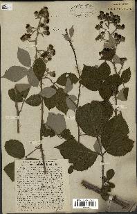 spécimen de Rubus ulmifolius