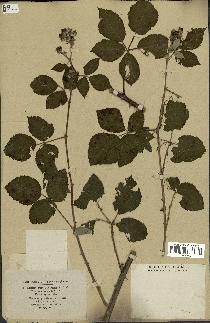 spécimen de Rubus ulmifolius