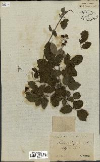 spécimen de Rubus ulmifolius